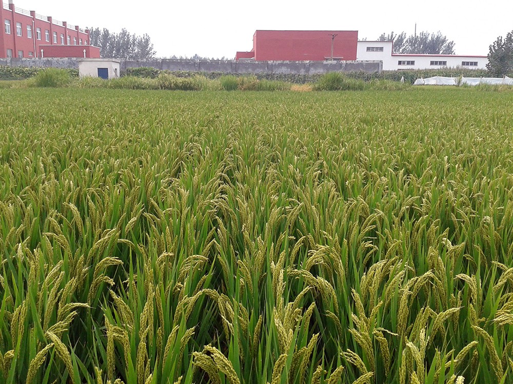 新丰7号株行圃