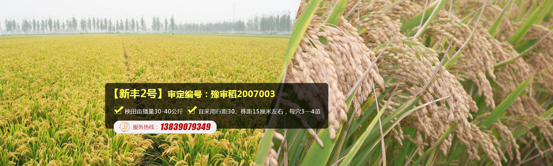 河南丰源种子有限公司