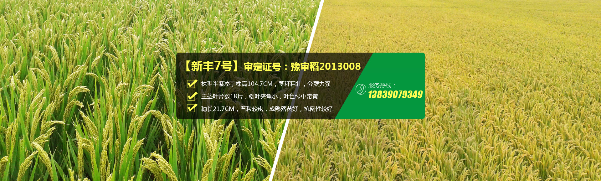 河南丰源种子有限公司